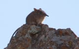 Eastern_Rock_Elephant_Shrew