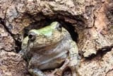 frog