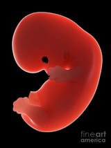 illustration-of-a-fetus-at-week-8-sebastian-kaulitzkiscience-photo-library