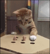 Cat whackamole