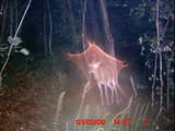 Deer with AT field
