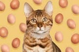 EGGKOT11