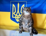Cat-Syephan-0-inst-loveyoustepan