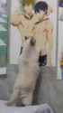 weeb cat_thumb.jpg