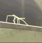stickbug-excited