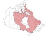 CanadianShield