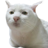 serious cat