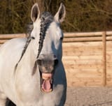 sound.neigh_