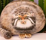 fatcat
