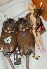 rat party