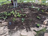 chazgarden