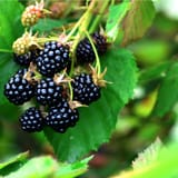Dewberry-Plants-TN-Nursery