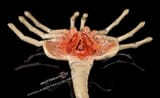 Facehugger-4