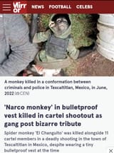literal monkey in the mexican cartel, can&#039;t make this shit up if you tried