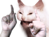 kot