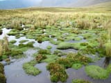 bog