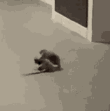 carl-rat