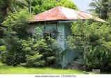 abandoned-wooden-house-covered-shrubs-600w-1724440735
