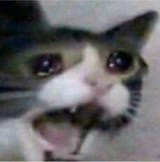 catcrying
