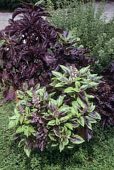 purple-basil-ocimum-basilicum-sally-mccrae-kuyperscience-photo-library