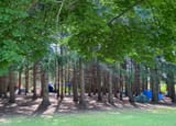 The_Pines_2