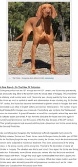 The Coming Of The Vizslas – Conquering Hearts Hungary’s Iconic Companion