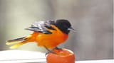 baltimore oriole on an orange