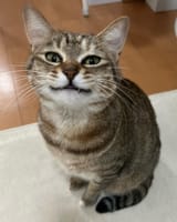 1691598180855161