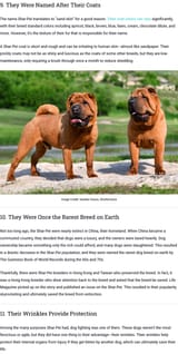 Chinese Shar-Pei Dog Breed (Vet-Verified Info)