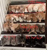 KnowYourBunny