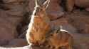 viscacha_thumb.jpg