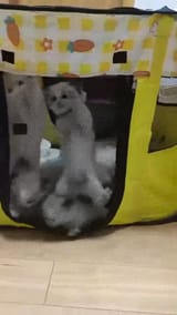 behavioral mimic
