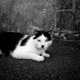 KITLER