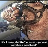 pitbull