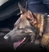 based doggo