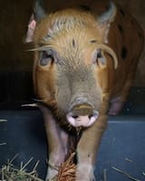 pig