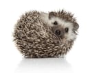 little-african-hedgehog-spiky-fur-600nw-1660762477