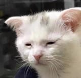 sadge