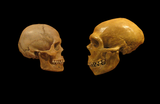 skulls-637x415