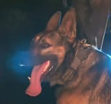 woof woof