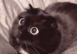 cat-wide-eyes