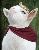 Smug_Lil_Imperial_Kid