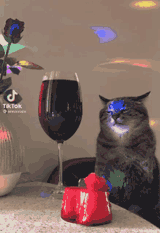 cat-wine