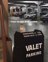 Kotvalet