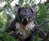 DropBear640x527