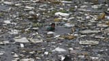 flotsam 0720