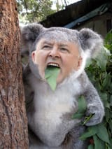 Albo