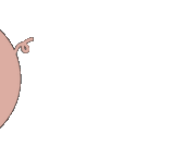 pig shaking really fast