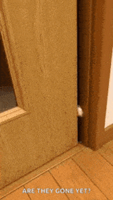 cat-hello-cat-peek