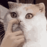 cat-pick-nose